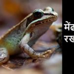 मेंढक का रखवाला