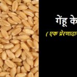 गेहू का दाना