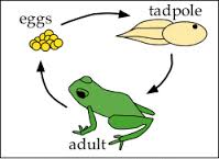 Frog Metamorphosis in Hindi