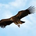 Vulture in Hindi गिद्ध