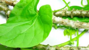 Benefits of Giloy in Hindi गिलोय के लाभ 