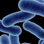 Listeriosis Symptoms Cause Treatment in Hindi