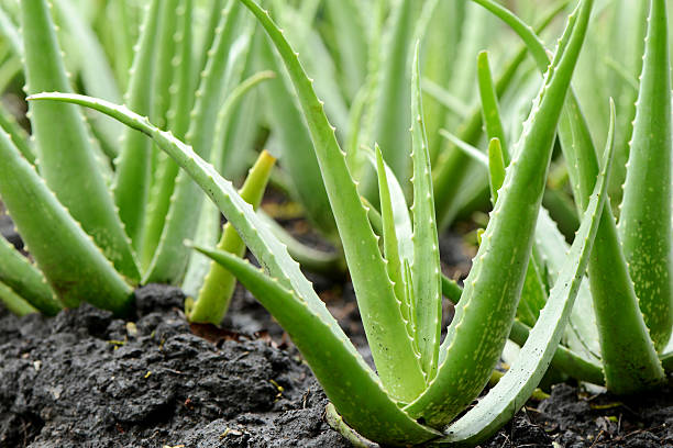 एलोवेरा के 20 फायदे, उपयोग और नुकसान | Aloe vera Benefits Usage in Hindi