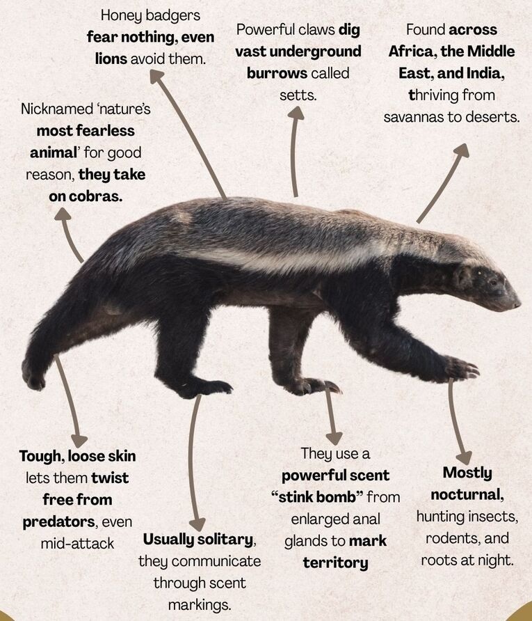 Honey Badger Facts Hindi